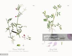 Attēlu rezultāti vaicājumam “Vicia angustifolia”