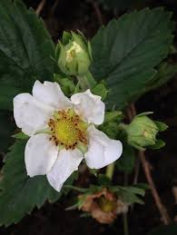Attēlu rezultāti vaicājumam “Fragaria x ananassa flower”