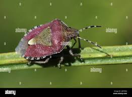 Attēlu rezultāti vaicājumam “Dolycoris baccarum”