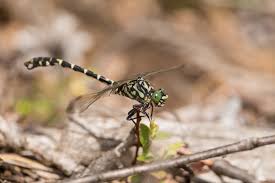 Attēlu rezultāti vaicājumam “Onychogomphus forcipatus”