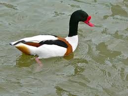 Attēlu rezultāti vaicājumam “Tadorna tadorna”