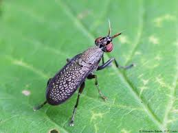 Attēlu rezultāti vaicājumam “Coremacera marginata”