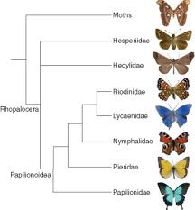 Attēlu rezultāti vaicājumam “Lepidoptera”