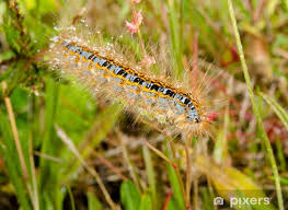 Attēlu rezultāti vaicājumam “Malacosoma castrensis male”