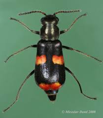 Attēlu rezultāti vaicājumam “Anthocomus fasciatus”