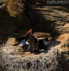 Attēlu rezultāti vaicājumam “Ciconia nigra adult”