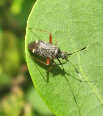 Attēlu rezultāti vaicājumam “Dryophilocoris flavoquadrimaculatus imago”