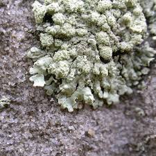 Attēlu rezultāti vaicājumam “Parmeliopsis ambigua”