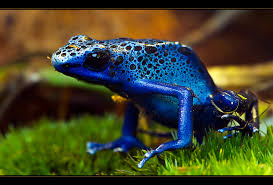 Image result for blauer baumsteiger