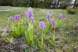 Attēlu rezultāti vaicājumam “Orchis militaris flower”