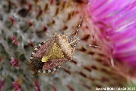 Attēlu rezultāti vaicājumam “Dolycoris baccarum”