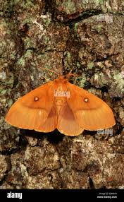 Attēlu rezultāti vaicājumam “Lasiocampa quercus imago”