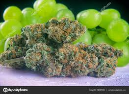 Attēlu rezultāti vaicājumam “Cannabis sativa fruit”