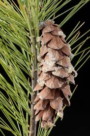 Attēlu rezultāti vaicājumam “Pinus strobus”