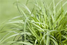 Attēlu rezultāti vaicājumam “Carex caryophyllea”