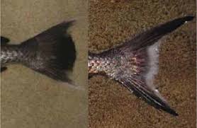 Image result for Eumegistus illustris