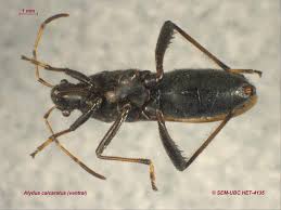 Attēlu rezultāti vaicājumam “Alydus calcaratus”