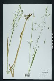 Attēlu rezultāti vaicājumam “Poa remota”