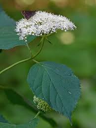 Attēlu rezultāti vaicājumam “Hydrangea arborescens subsp. discolor flower”