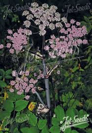 Image result for Angelica silvestris