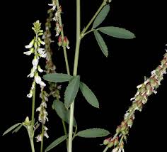 Attēlu rezultāti vaicājumam “Melilotus albus”