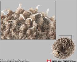 Attēlu rezultāti vaicājumam “Galium aparine fruit”