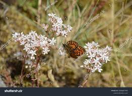 Attēlu rezultāti vaicājumam “Boloria titania”