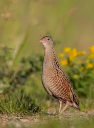 Image result for Crex crex