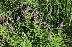 Attēlu rezultāti vaicājumam “Stachys palustris bud”