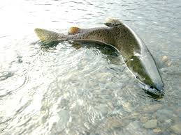 Image result for Mylopharodon conocephalus