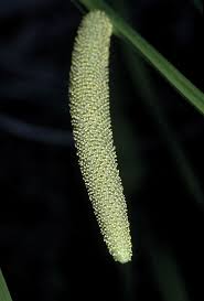 Attēlu rezultāti vaicājumam “Acoraceae”