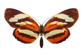 Attēlu rezultāti vaicājumam “Nymphalis xanthomelas pupa”