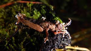 Attēlu rezultāti vaicājumam “Amaurochaete fusiformis”