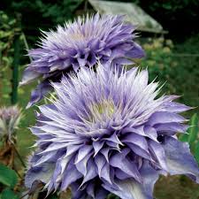 Image result for clematis multi blue