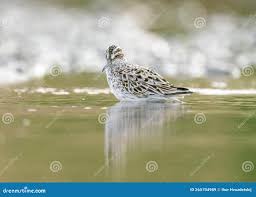 Attēlu rezultāti vaicājumam “Calidris falcinellus adult”