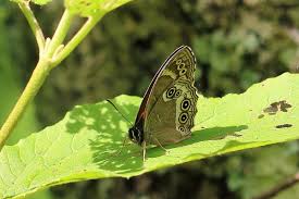 Attēlu rezultāti vaicājumam “Lopinga achine”
