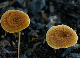 Attēlu rezultāti vaicājumam “Trichia ambigua macro”