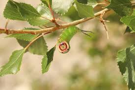 Attēlu rezultāti vaicājumam “Cerura vinula imago”