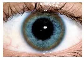 Kuvahaun tulos haulle Kayser-Fleischer