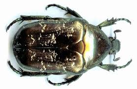 Attēlu rezultāti vaicājumam “Liocola lugubris”