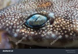 Image result for Haploblepharus edwardsii