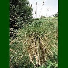 Attēlu rezultāti vaicājumam “Carex paniculata”