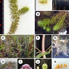 Attēlu rezultāti vaicājumam “Najas tenuissima leaf”