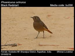 Attēlu rezultāti vaicājumam “Phoenicurus ochruros female”