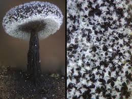 Attēlu rezultāti vaicājumam “Diderma cingulatum young”