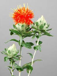 Image result for Carthamus tinctorius