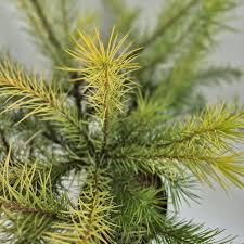 Attēlu rezultāti vaicājumam “Larix kaempferi leaf”