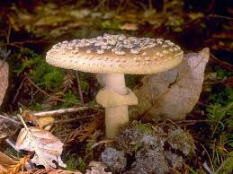 Attēlu rezultāti vaicājumam “Amanita”
