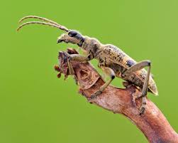 Attēlu rezultāti vaicājumam “Rhagium mordax”