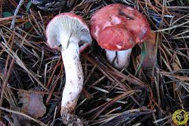 Attēlu rezultāti vaicājumam “Gomphidius roseus”